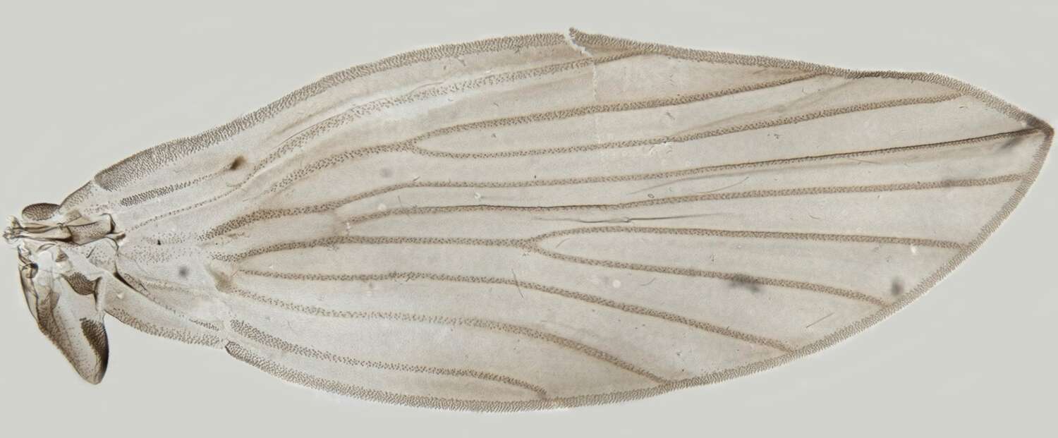 Image of Boreoclytocerus ocellaris