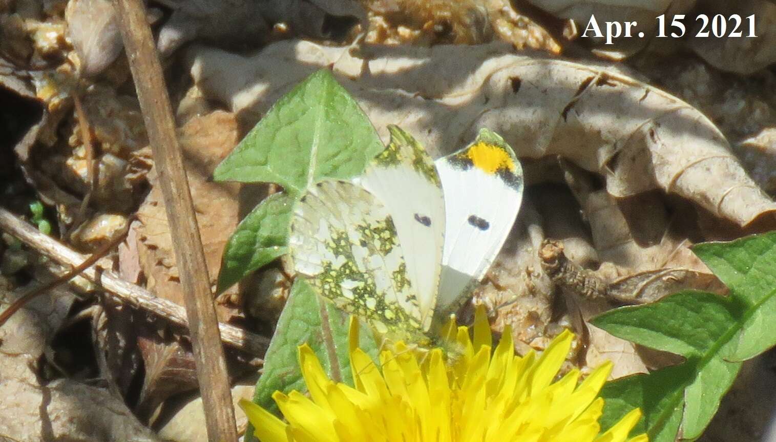 Imagem de Anthocharis scolymus Butler (1866)