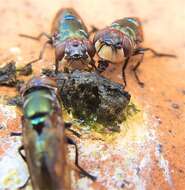 Image of Duomyia obscura Walker 1849