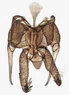 Image of Boreoclytocerus ocellaris