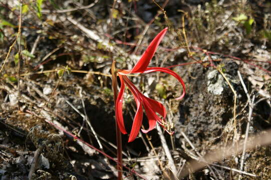 Image of Jacobean Lily