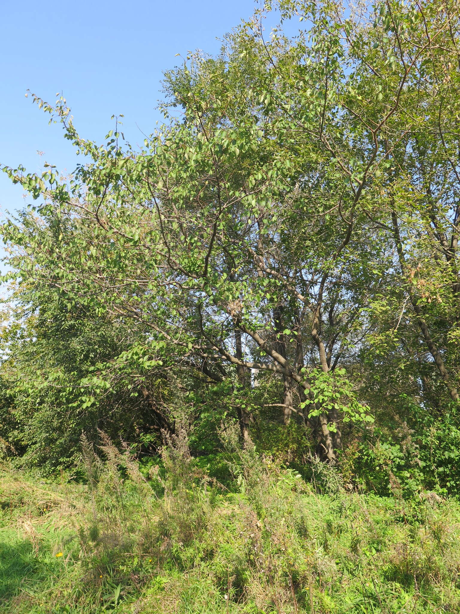 Слика од Prunus mandshurica (Maxim.) Koehne