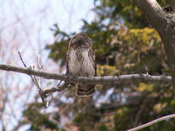 Image of Eurasian Pygmy Owl