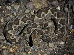 Image of Picado's Pit Viper