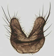 Image of Hylemya urbica (Wulp 1896)