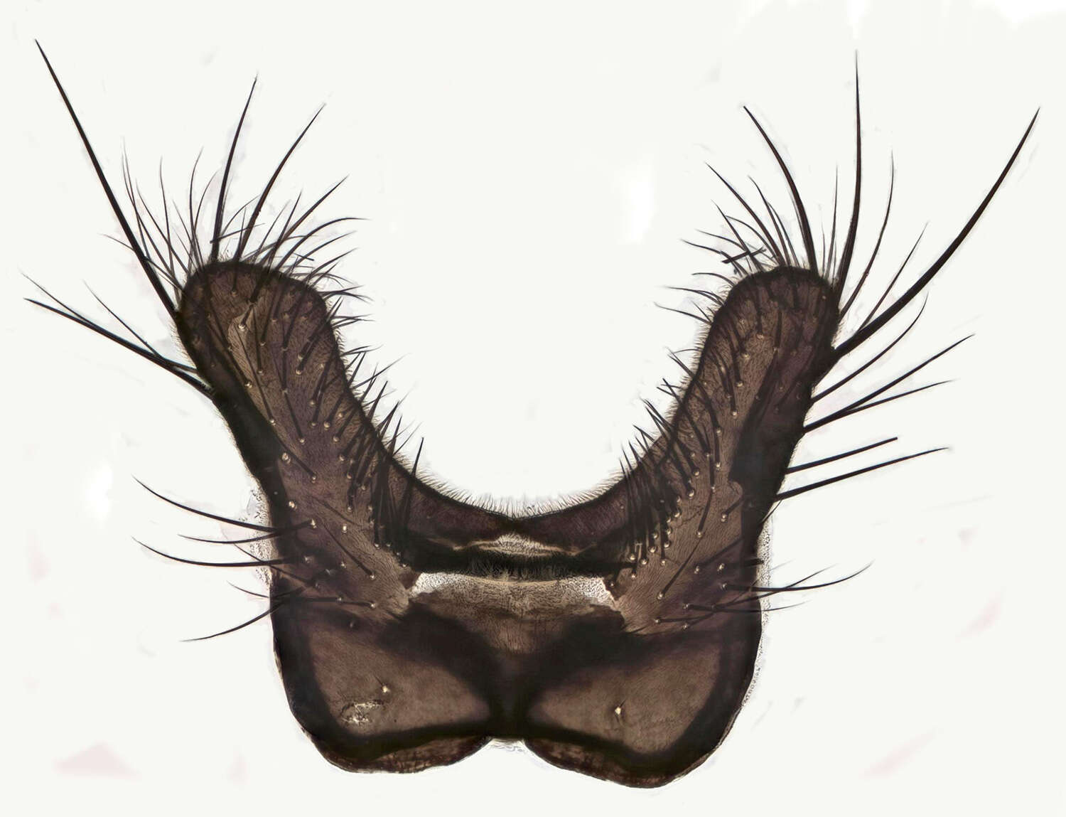 Image of Hydrophoria ruralis (Meigen 1826)