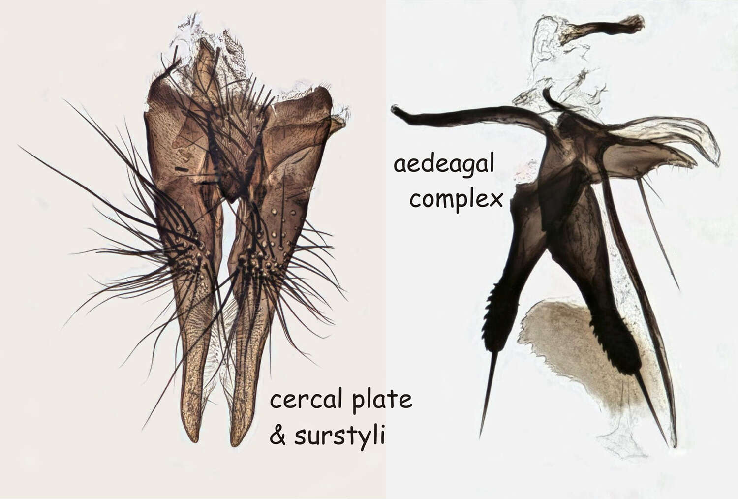 Imagem de Hydrophoria ruralis (Meigen 1826)