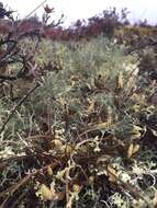 Image of witch's hair lichen