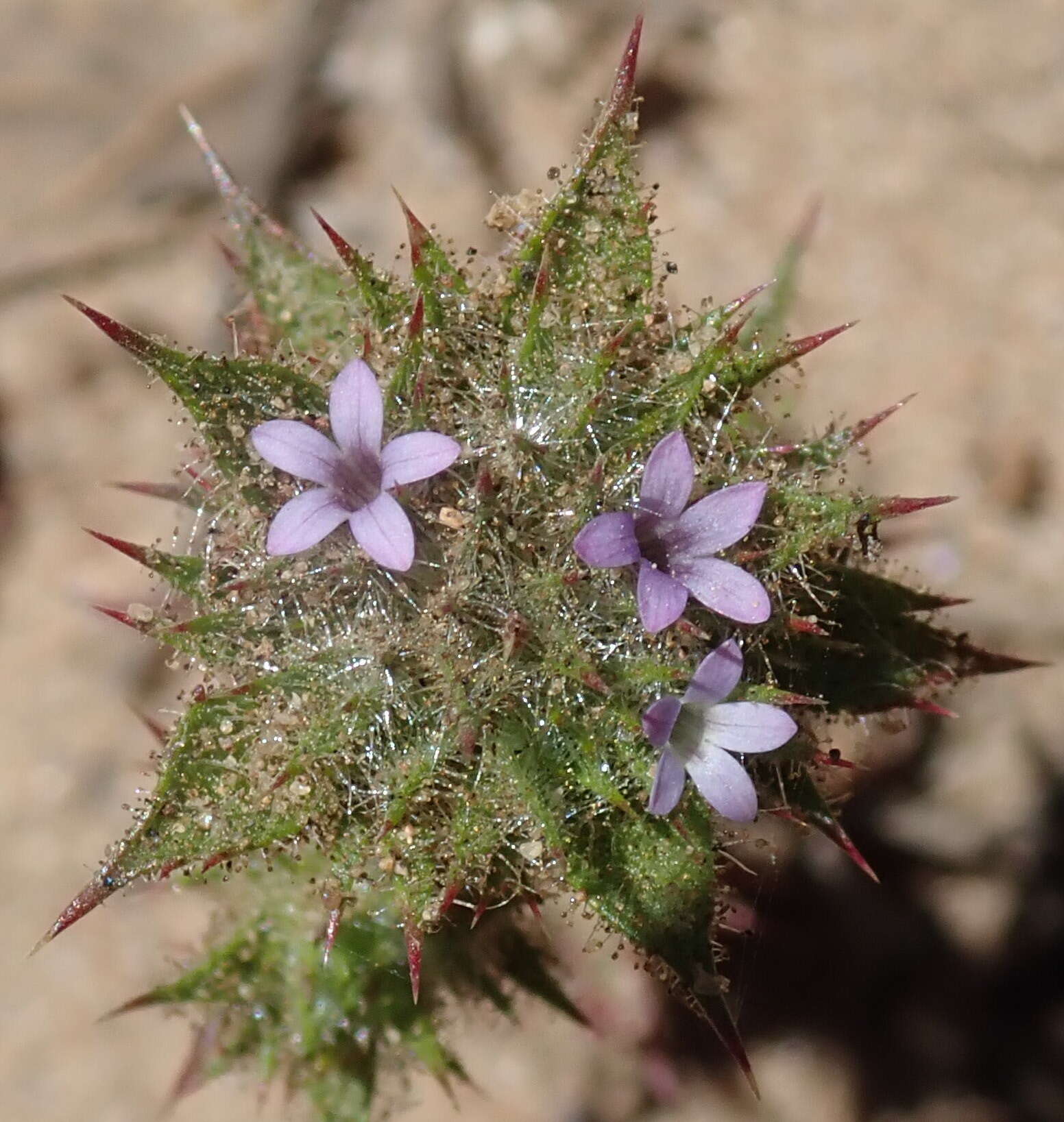 Image of Honey-Scented Pincushion-Plant