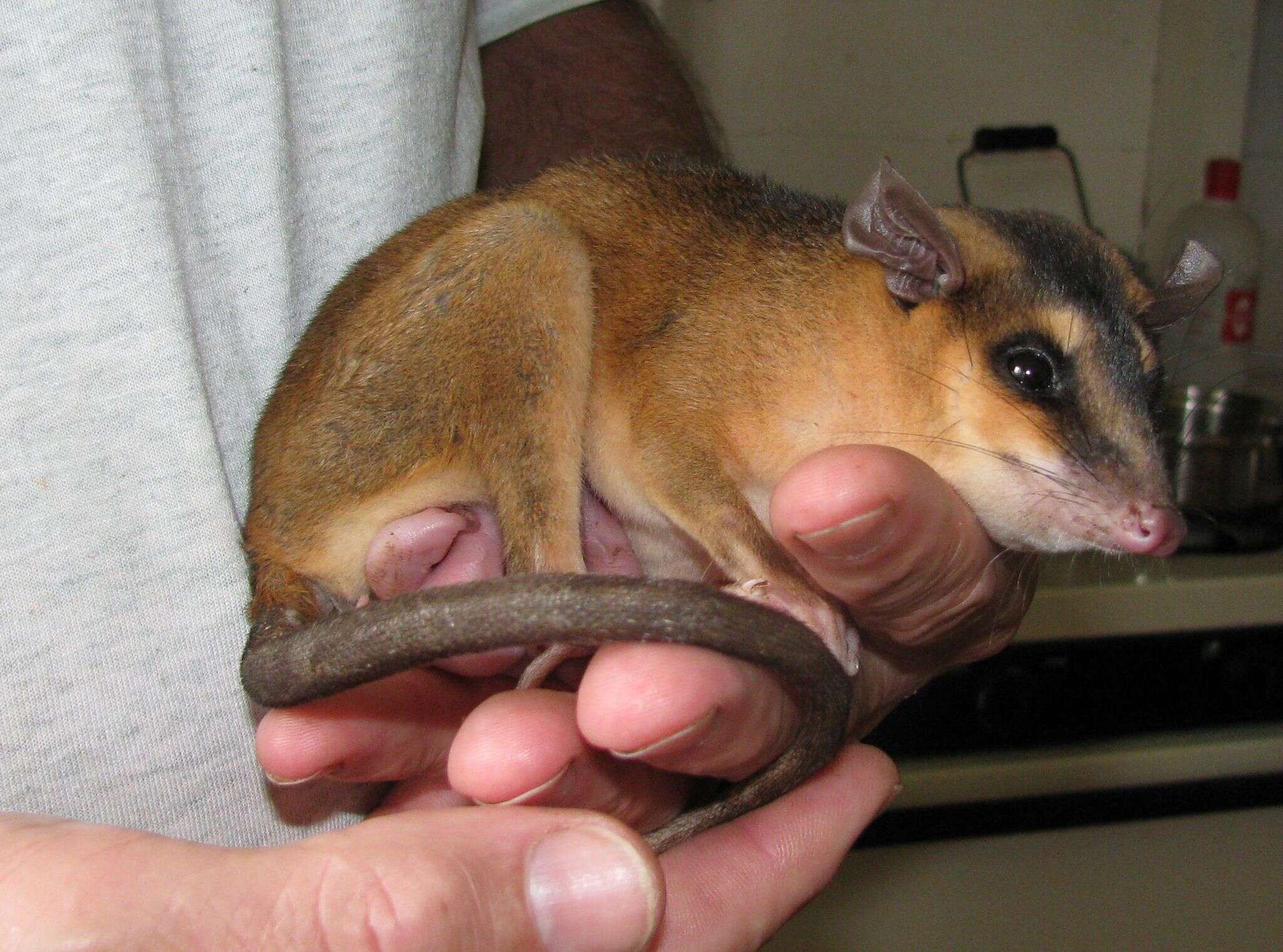 Image of brown four-eyed opposum