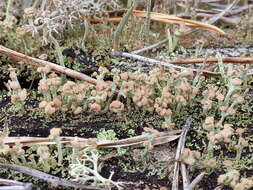 Image of cup lichen