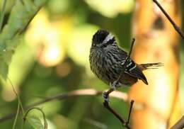 Image of Ochre-rumped Antbird