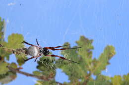 Image de Trichonephila edulis (Labillardière 1799)