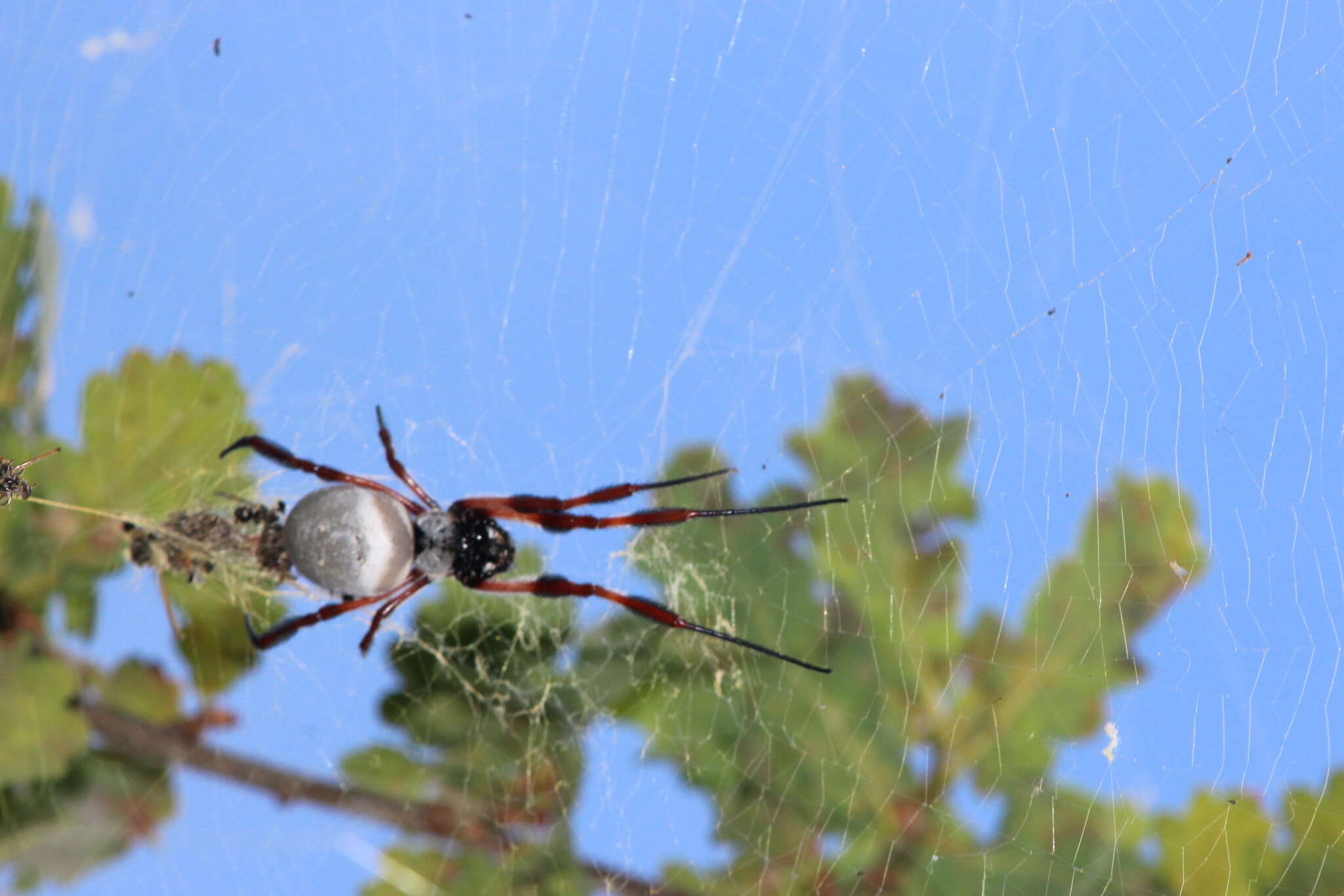 صورة Trichonephila edulis (Labillardière 1799)