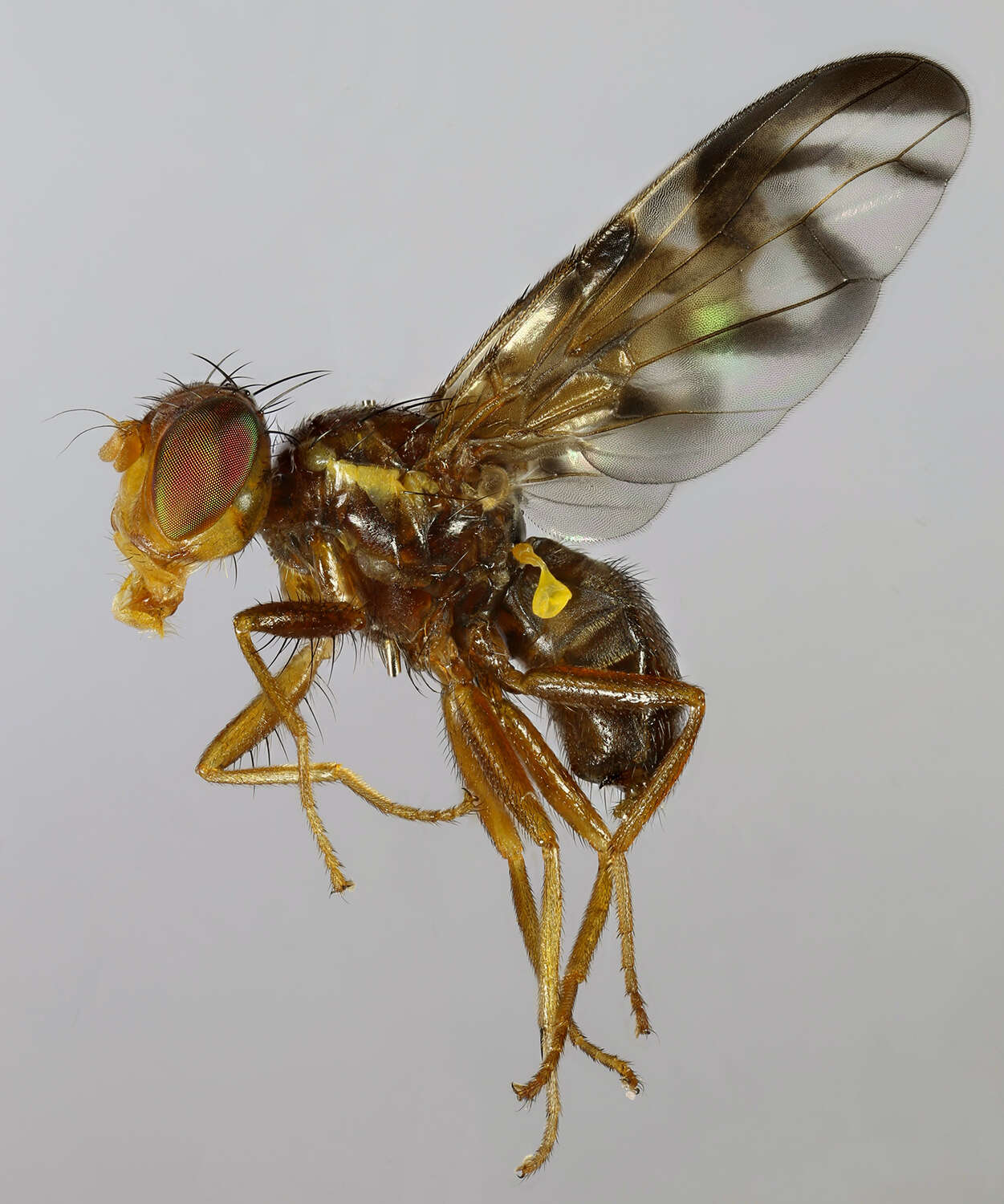 Image of Celery Fly