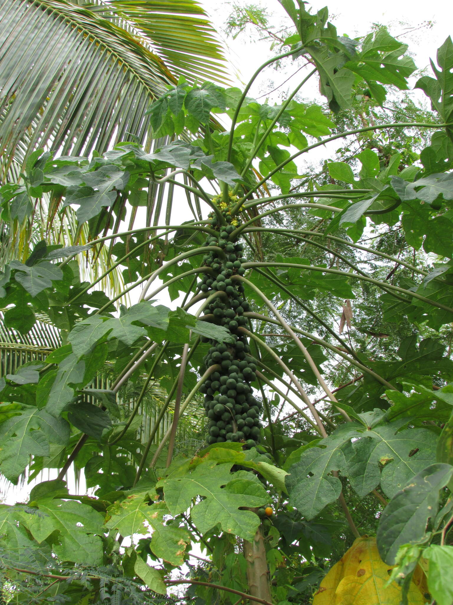 Image of papaya