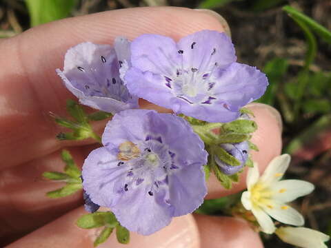 Phacelia strictiflora (Engelm. & Gray) A. Gray的圖片