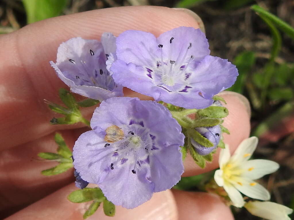 Phacelia strictiflora (Engelm. & Gray) A. Gray的圖片