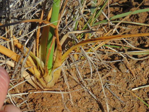 Image of Cyperus usitatus Burch.