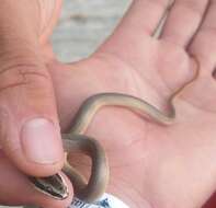 Image of Conophis lineatus concolor Cope 1867