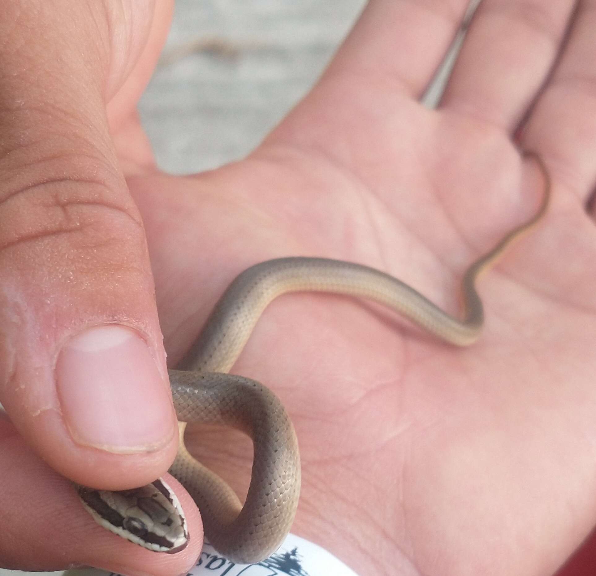 Image of Conophis lineatus concolor Cope 1867