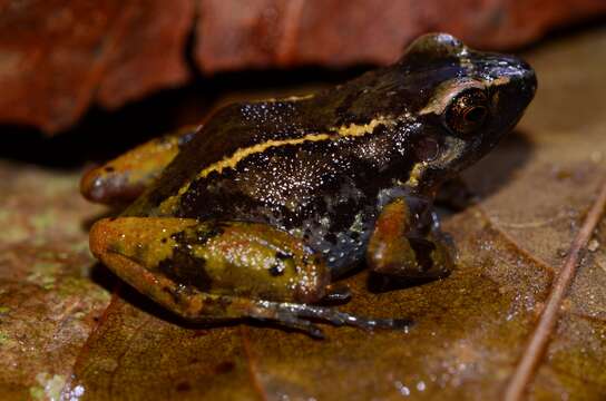 Arthroleptis taeniatus Boulenger 1906的圖片