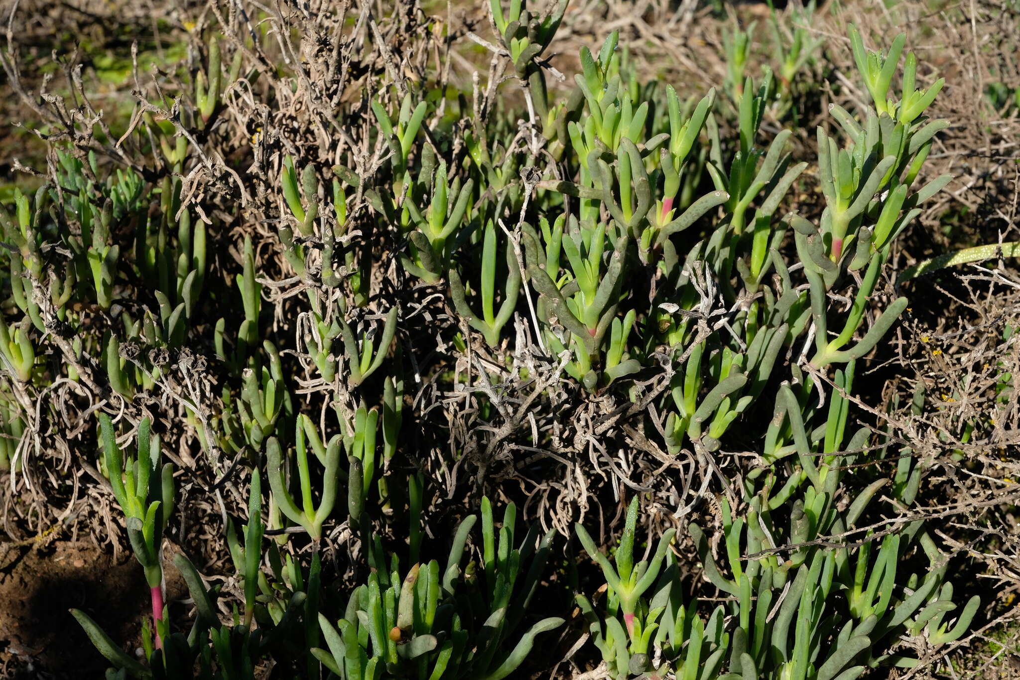 صورة Ruschia langebaanensis L. Bol.