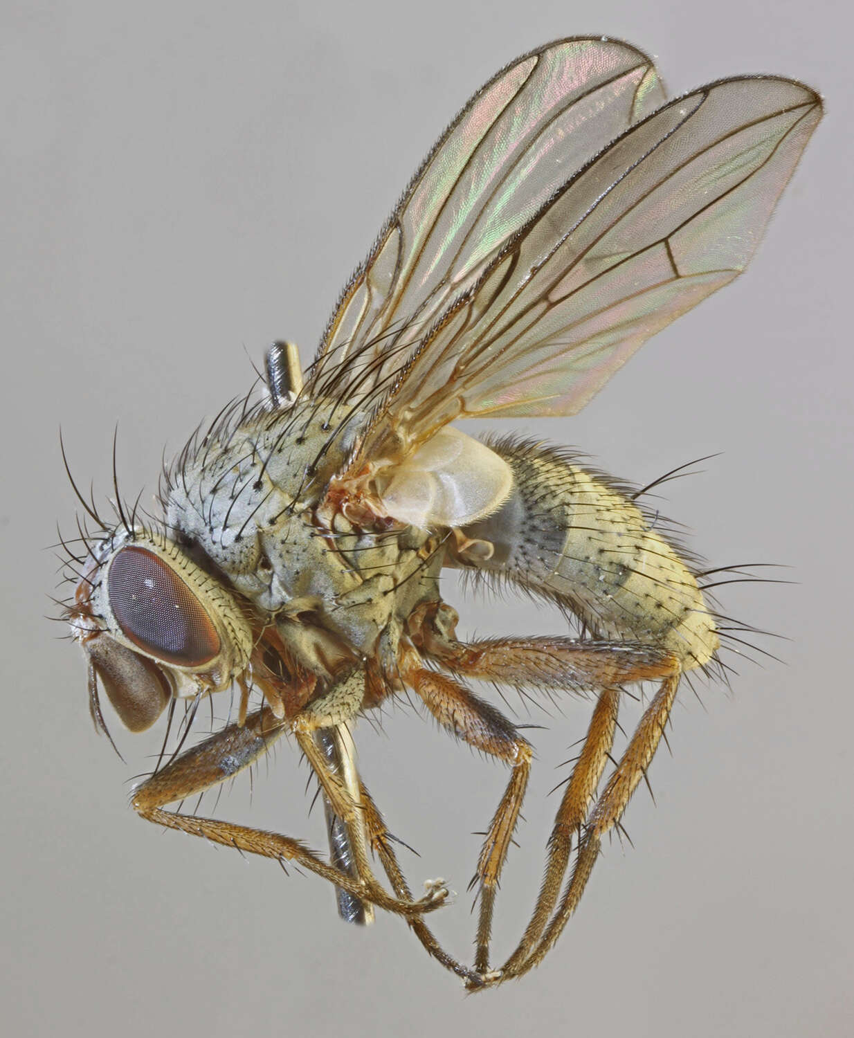 Image of Entomophaga