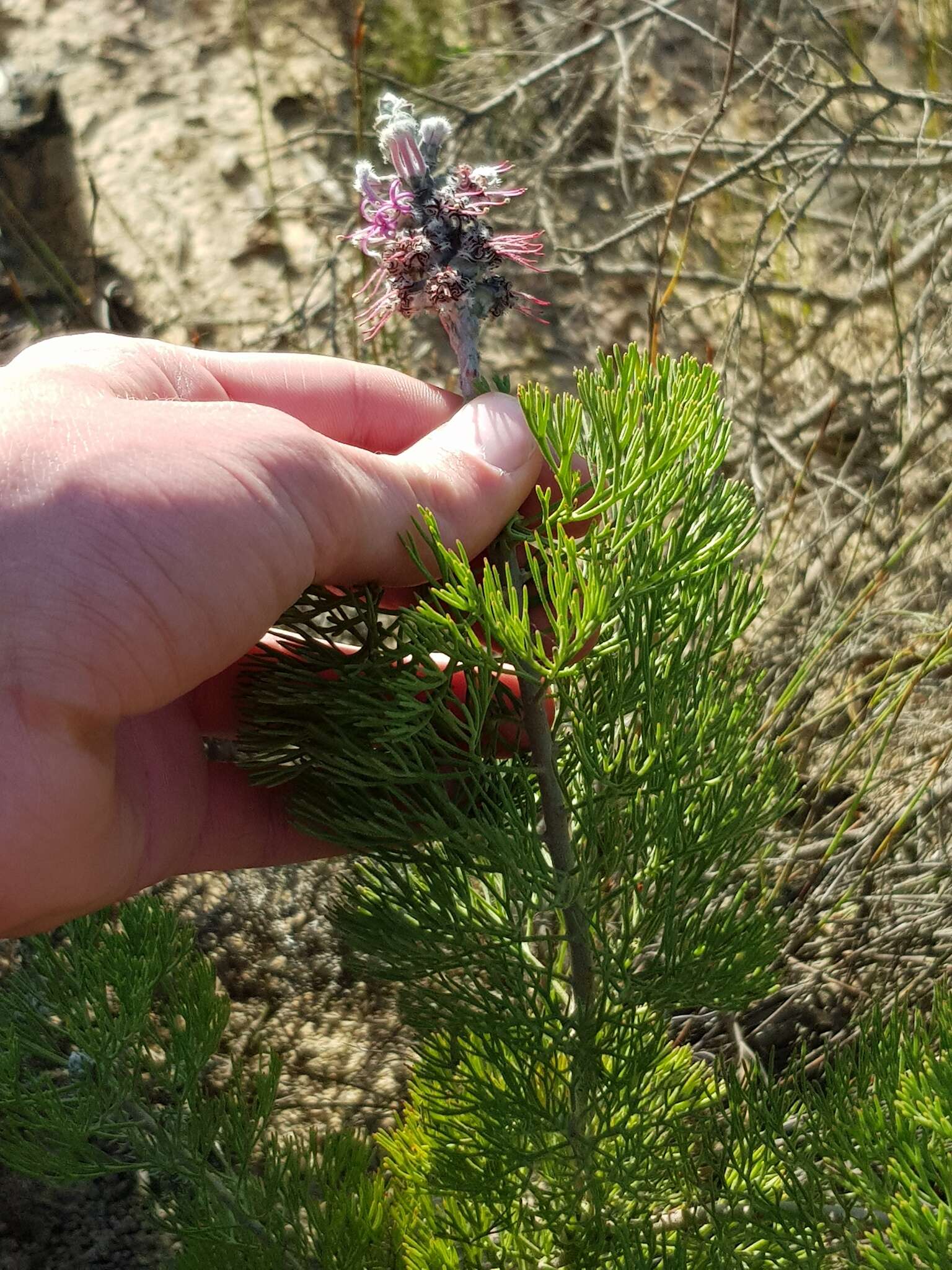 Sivun Paranomus bolusii (Gandoger) Levyns kuva