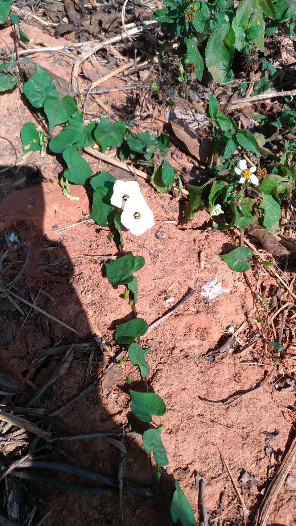 Image of Obscure Morning Glory