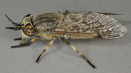 Image of common horse fly