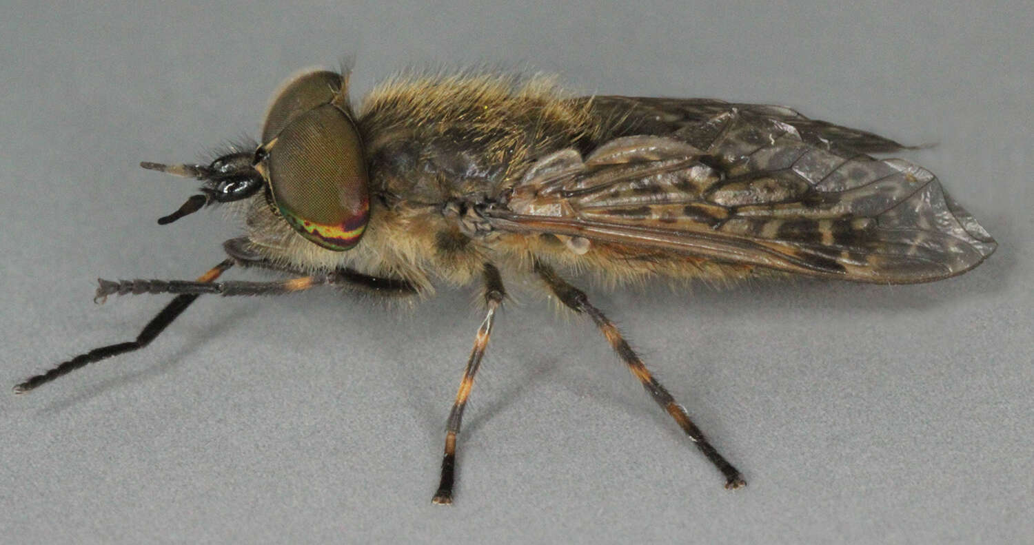 Image of common horse fly