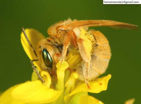 Image of Halictus pseudovestitus Blüthgen 1925