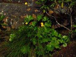 Geum radiatum Michx.的圖片