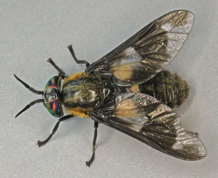 Imagem de Chrysops caecutiens (Linnaeus 1758)