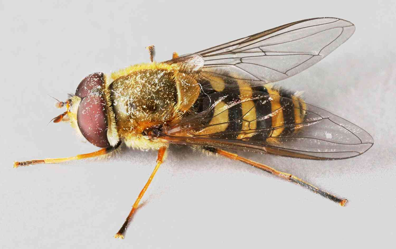 Image of Common Banded Hoverfly