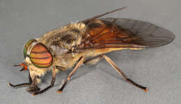 صورة Hybomitra distinguenda (Verrall 1909)