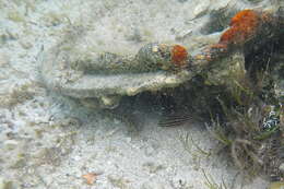 Image of Cook's cardinalfish