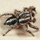 Image of Habronattus agilis (Banks 1893)