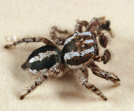 Image of Habronattus agilis (Banks 1893)