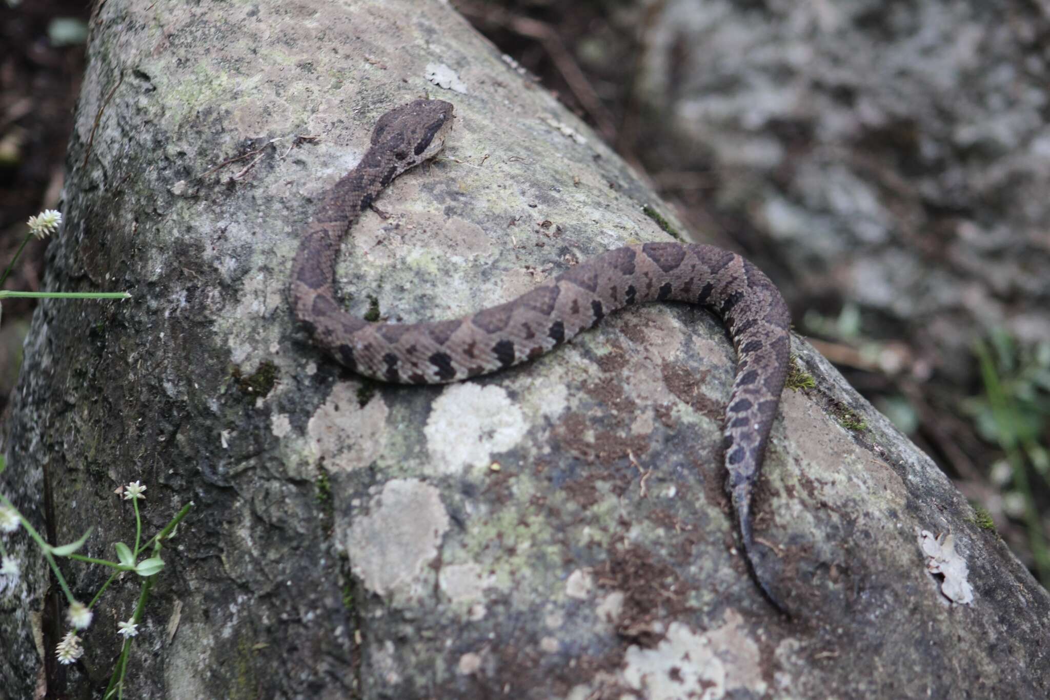 Image of Metlapilcoatlus nummifer (Rüppell 1845)