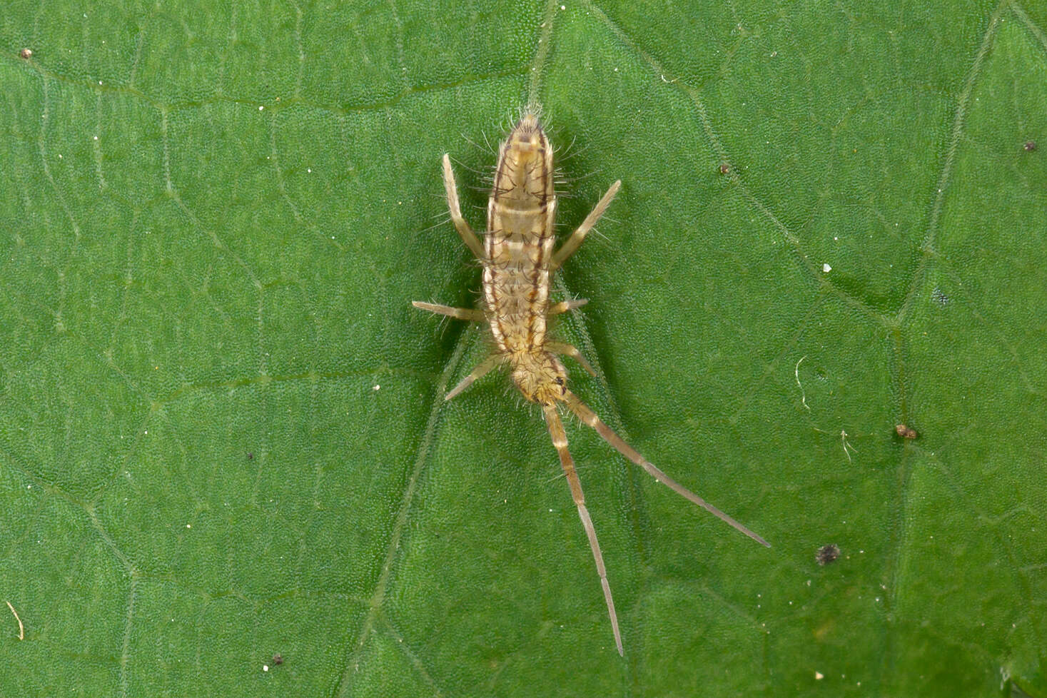 Image of hairy ground springtail