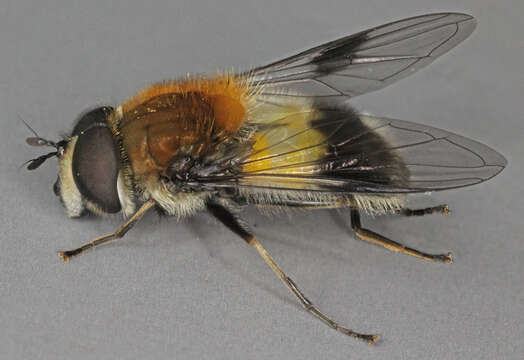 Image of Leucozona lucorum (Linnaeus 1758)