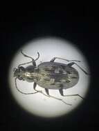 Plancia ëd Bembidion (Bracteon) inaequale Say 1823