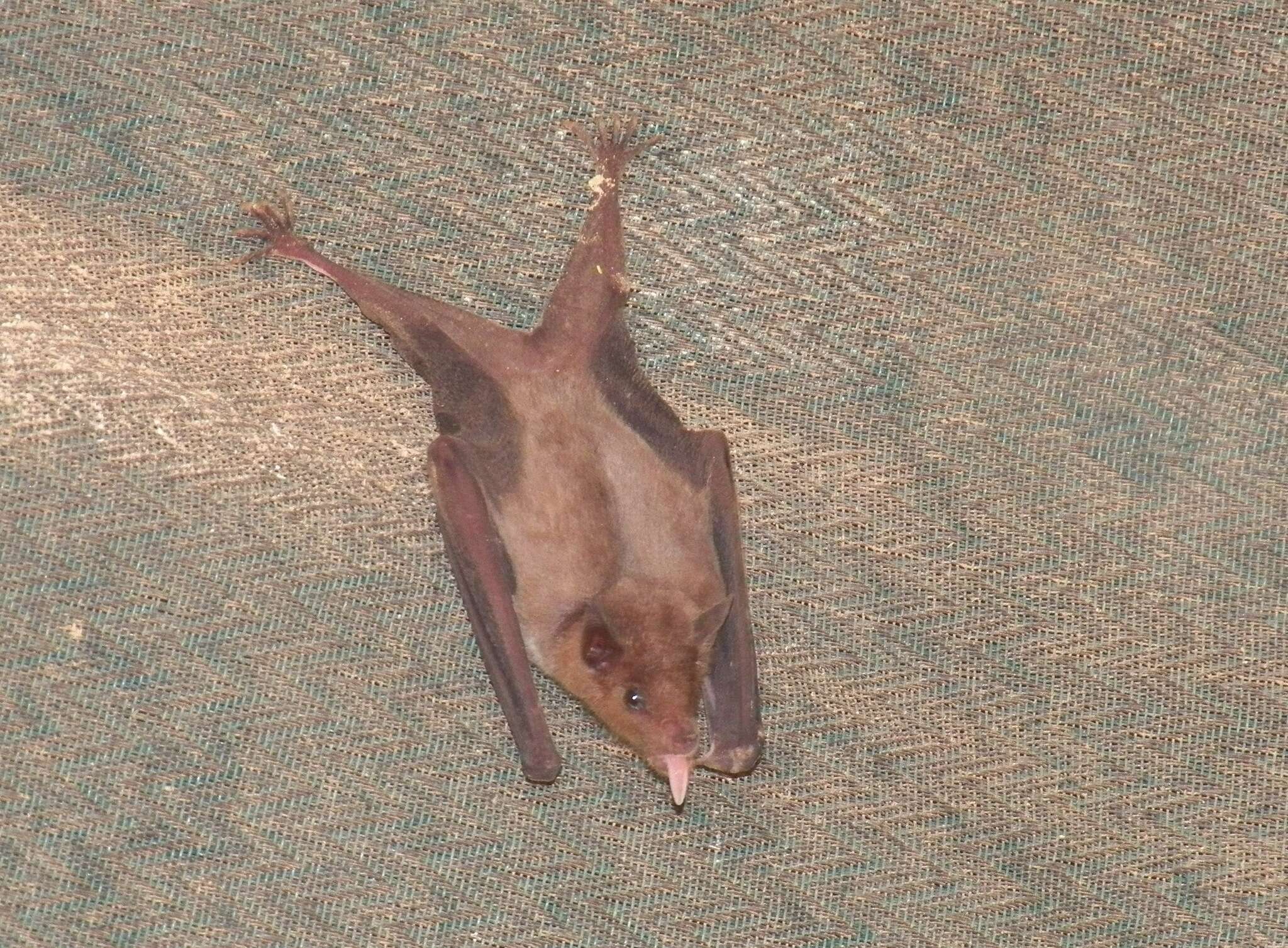 Image of Lesser Long-nosed Bat