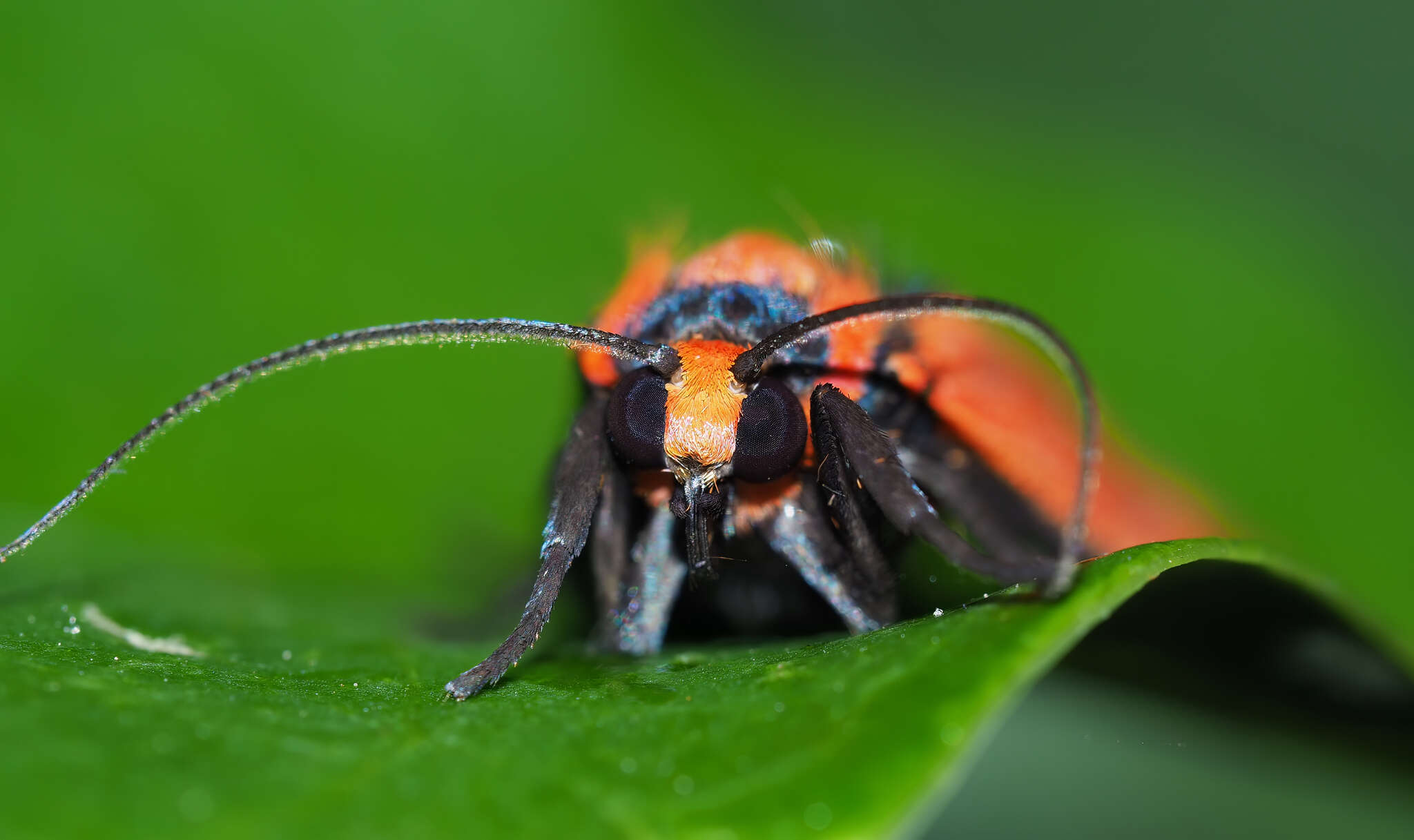 Image of Cyana meyricki (Rothschild 1901)