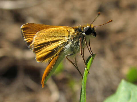 Image of Orange Skipperling