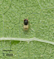 Image of Pteromalid wasp