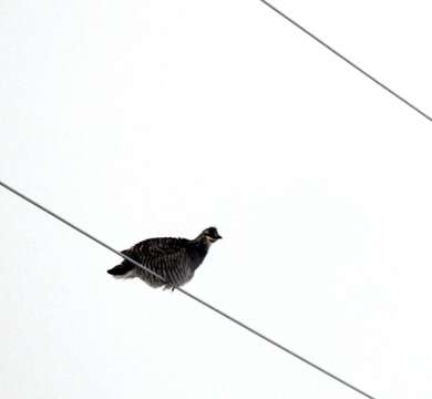 Image of prairie-chickens:  greater prairie-chicken; lesser prairie-chicken