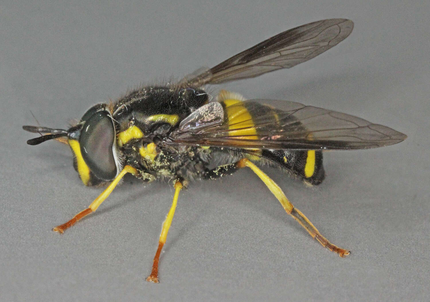 Image de Chrysotoxum bicinctum (Linnaeus 1758)